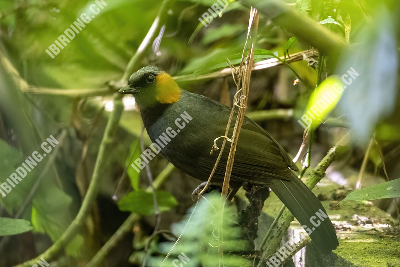 栗颊噪鹛 Rufous-cheeked Laughingthrush