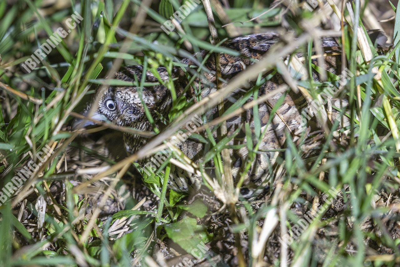 棕三趾鹑 Barred Buttonquail