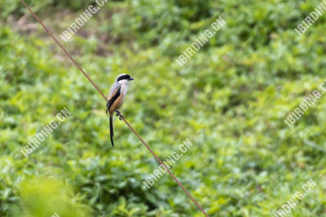 棕背伯劳 Long-tailed Shrike