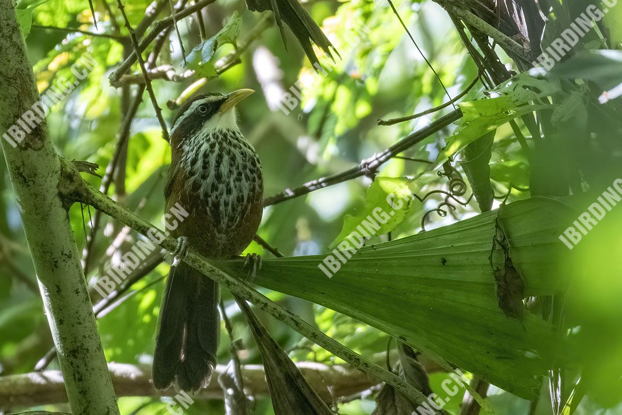 棕颈钩嘴鹛 Streak-breasted Scimitar Babbler