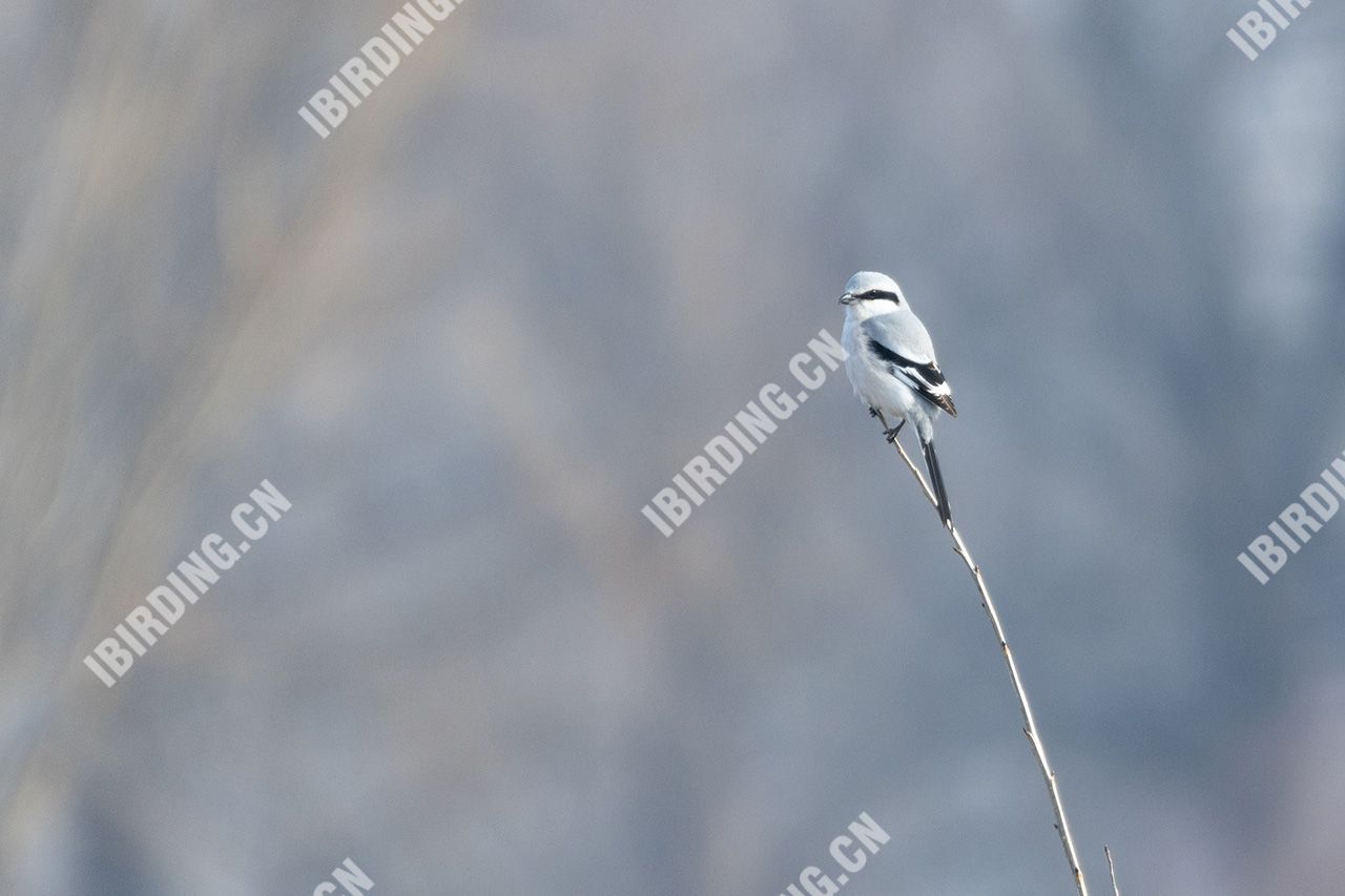 楔尾伯劳 Chinese Grey Shrike