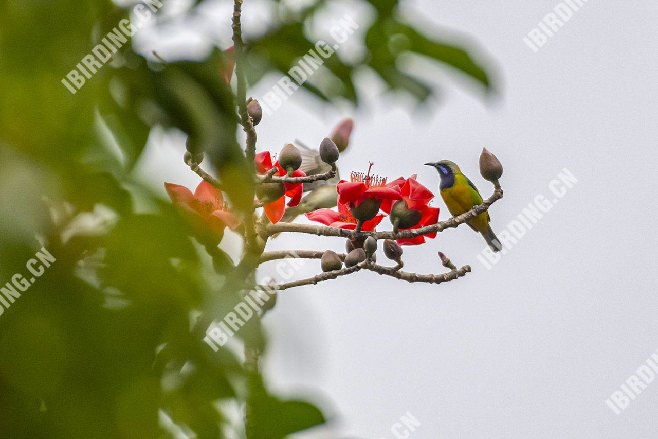 橙腹叶鹎 Orange-bellied Leafbird