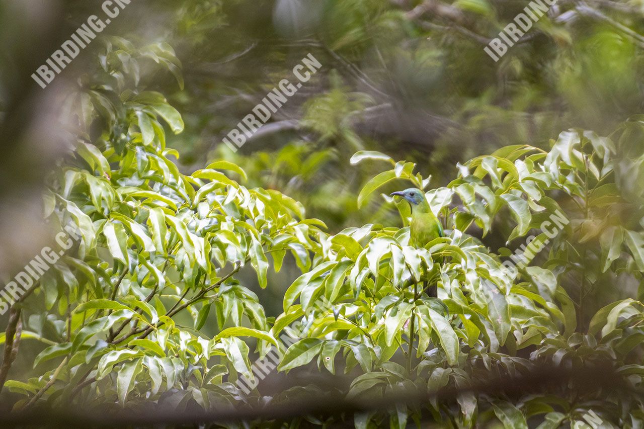 橙腹叶鹎（雌鸟） Orange-bellied Leafbird