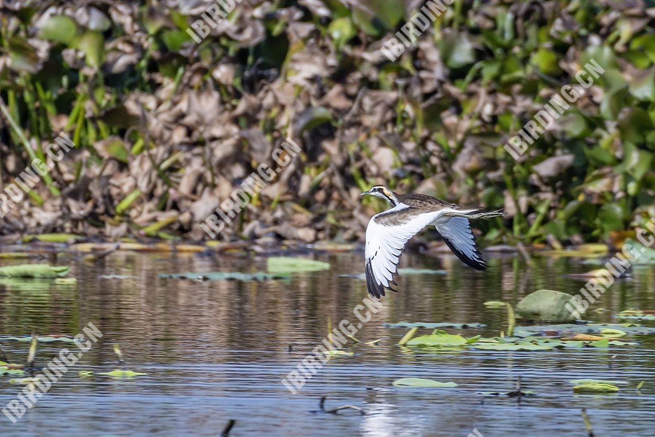 水雉 Pheasant-tailed Jacana