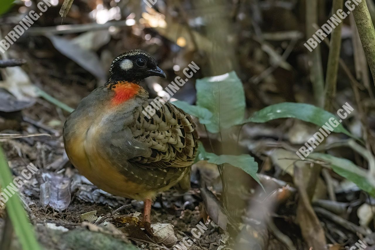 海南山鹧鸪 Hainan Partridge