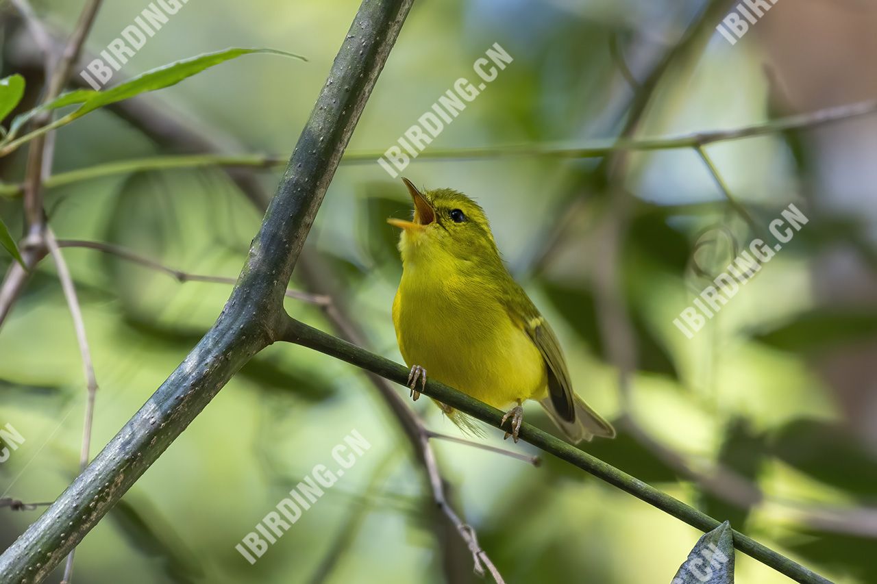 海南柳莺 Hainan Leaf Warbler