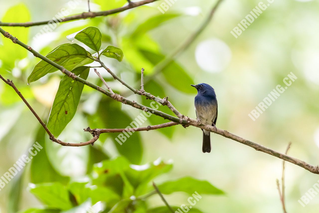 海南蓝仙鹟 Hainan Blue-Flycatcher