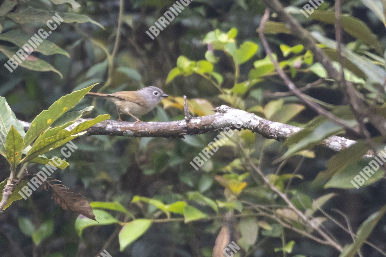 淡眉雀鹛 HUET’S FULVETTA