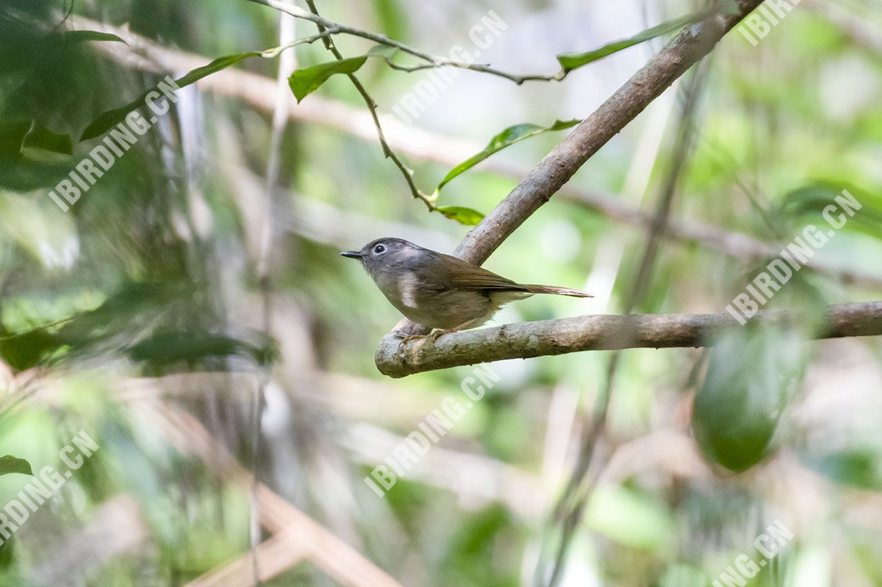 淡眉雀鹛 Huet's Fulvetta