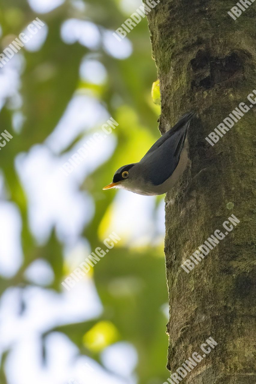 淡紫䴓 Yellow-billed Nuthatch