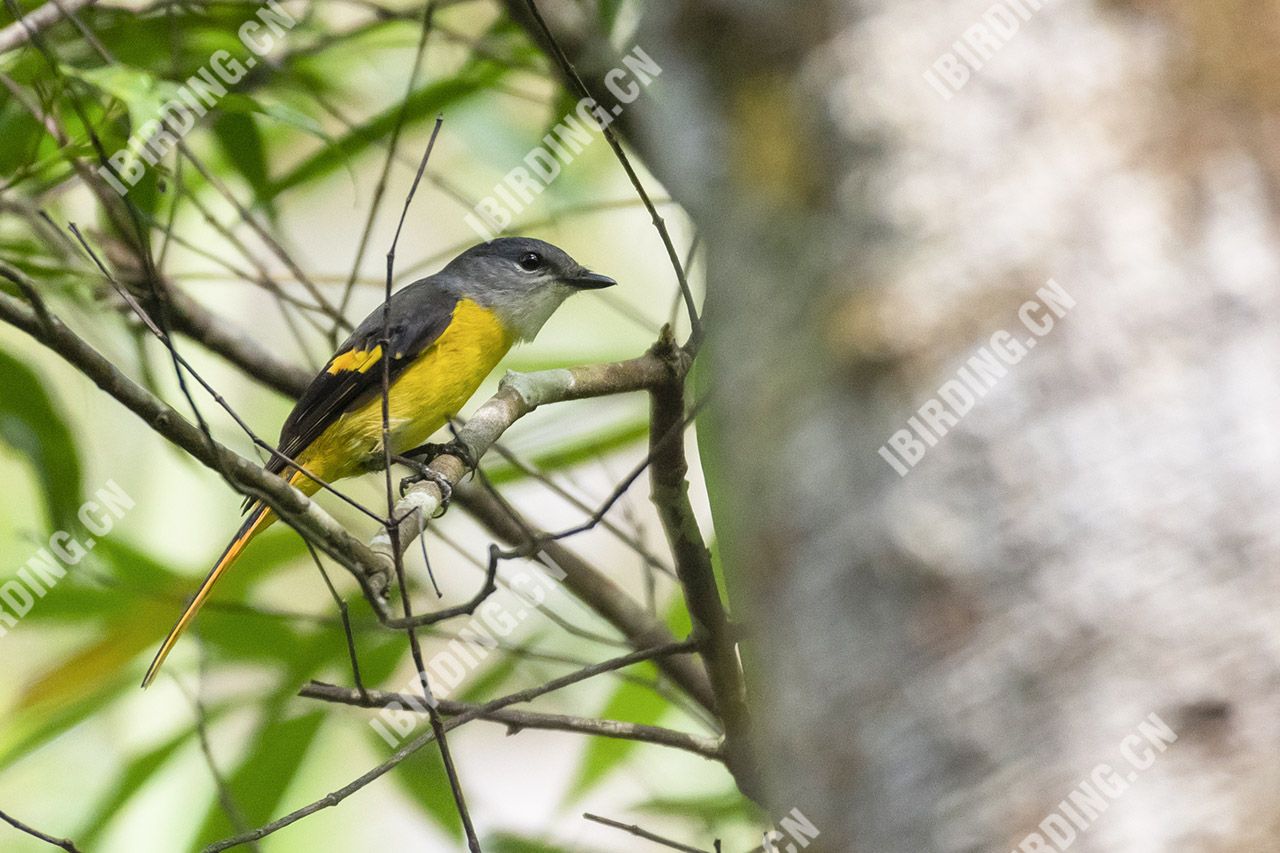 灰喉山椒鸟（雌鸟） Grey-throated Winivet