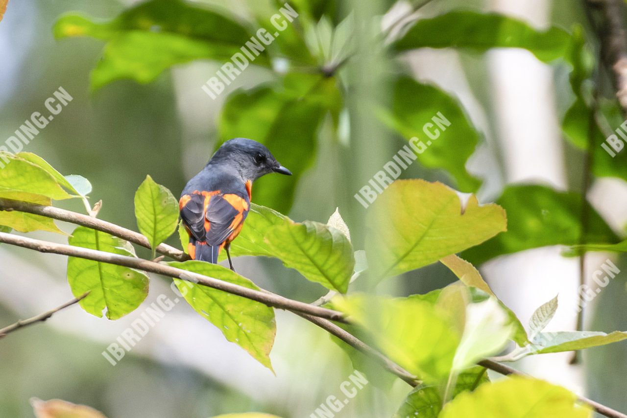 灰喉山椒鸟（雄鸟） Grey-throated Winivet