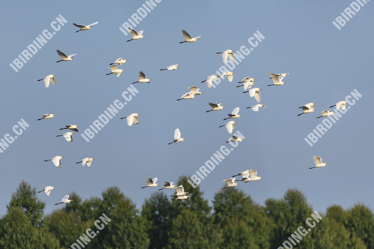 牛背鹭 Cattle Egret