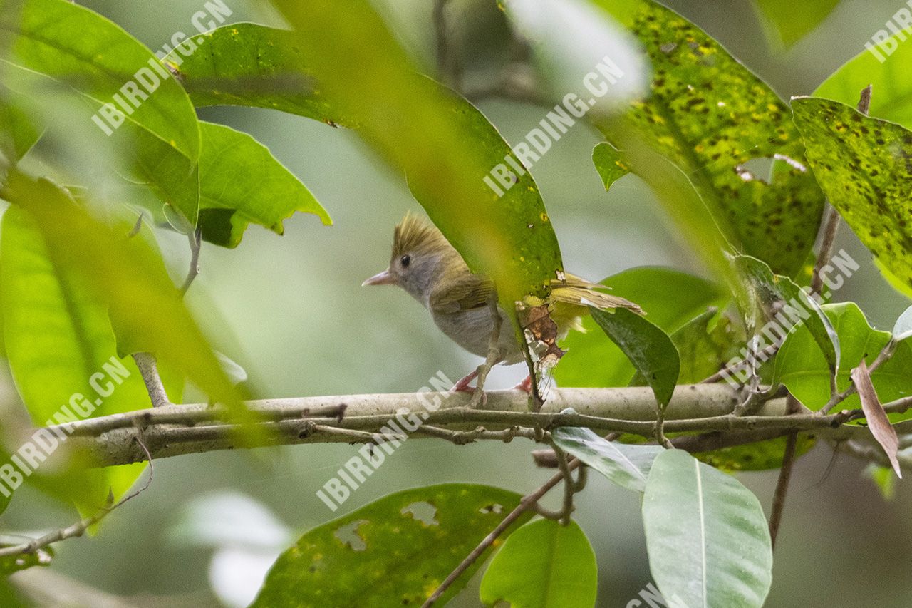 白喉冠鹎 White claroated Bulbul