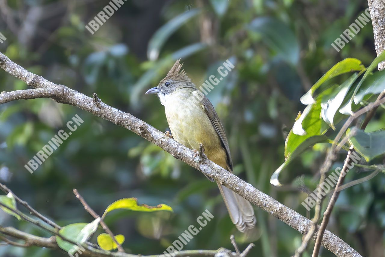 白喉冠鹎 White claroated Bulbul