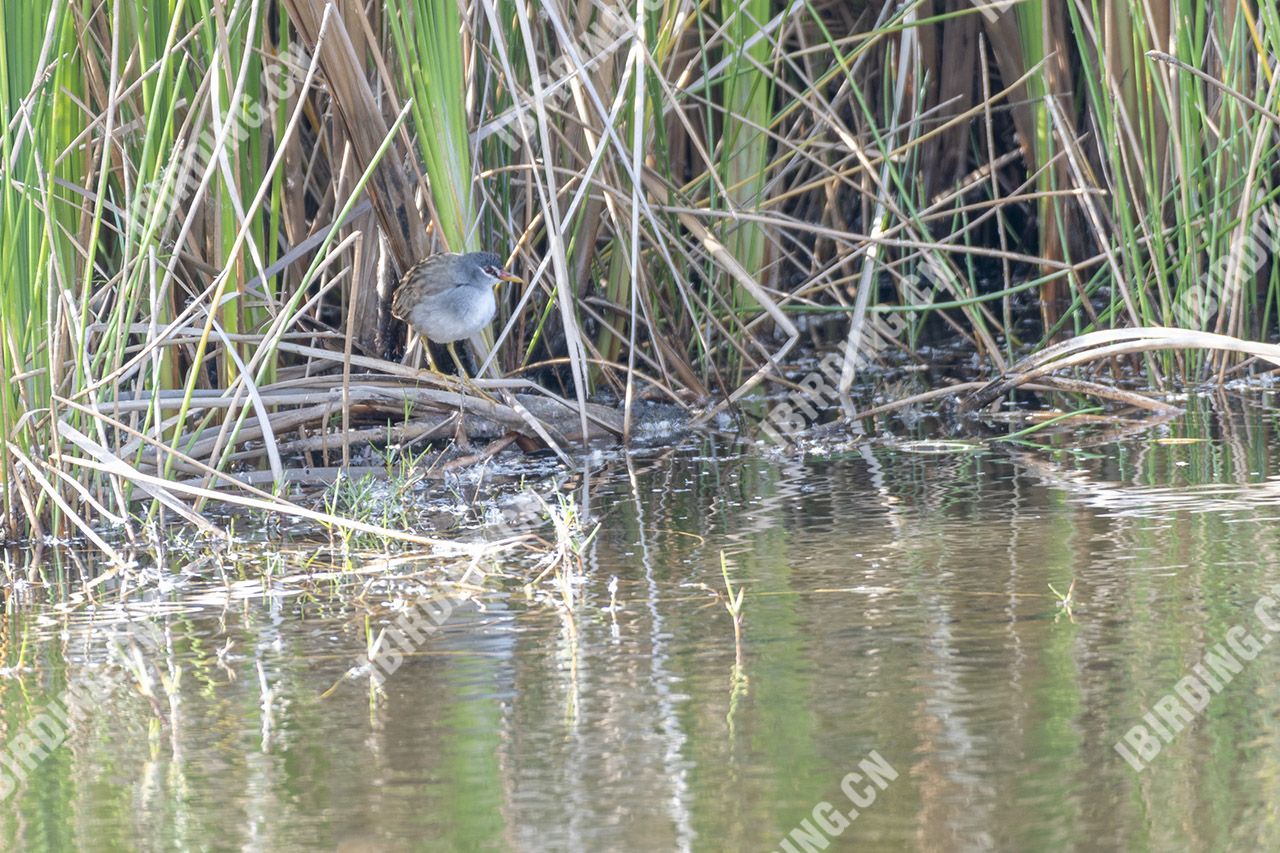 白眉田鸡 White-Browed Crake