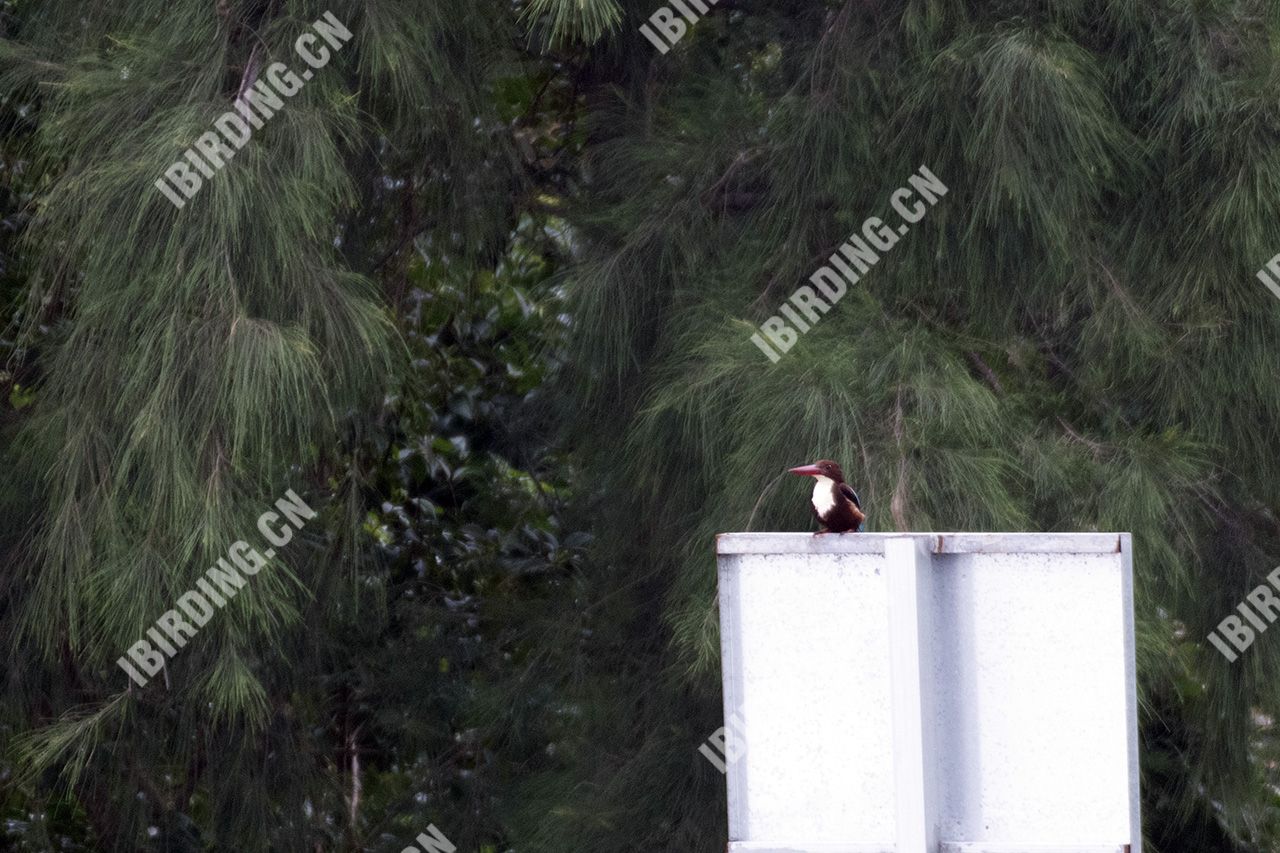 白胸翡翠 White-throated Kingfisher