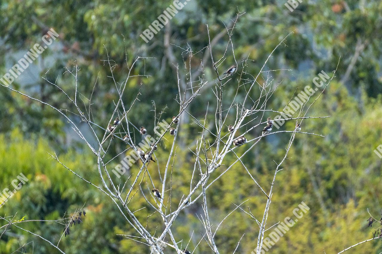 白腰文鸟 White-rumped Munia