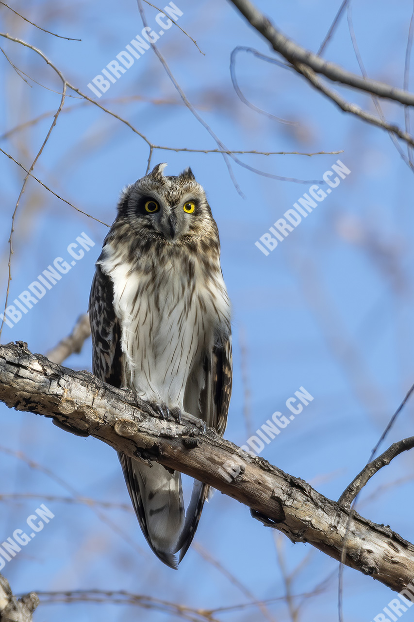 短耳鸮 Short-eared Owl