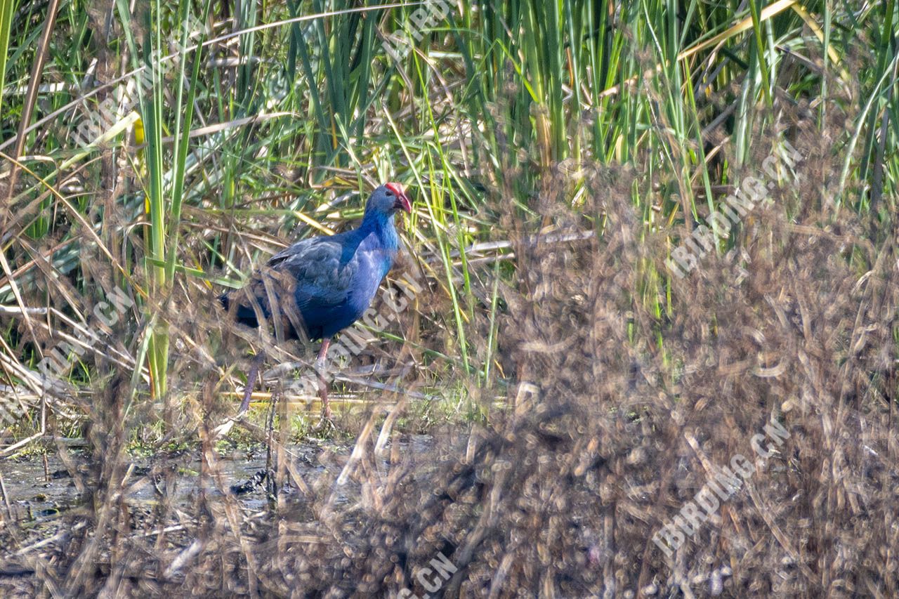 紫水鸡 Purple Swamphen