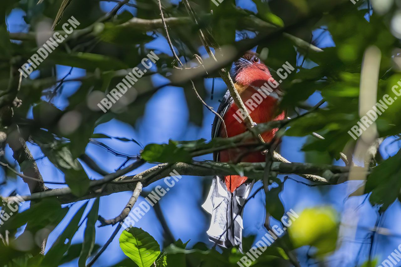 红头咬鹃 Red-headed Trogon