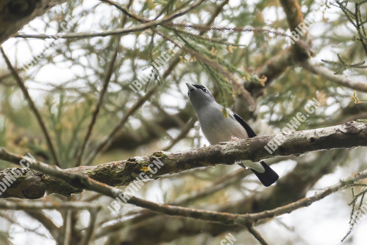 红翅鵙鹛 White-browed Shrike-Babbl