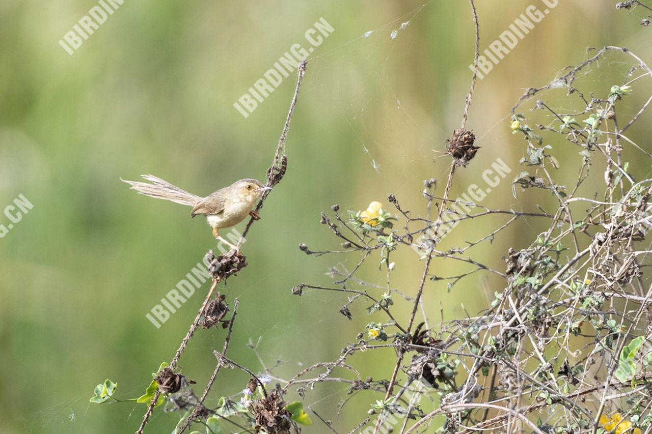 纯色山鹪莺 Plain Prinia