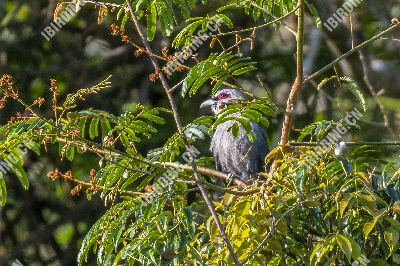 绿嘴地鹃 Green-billed Malkoha