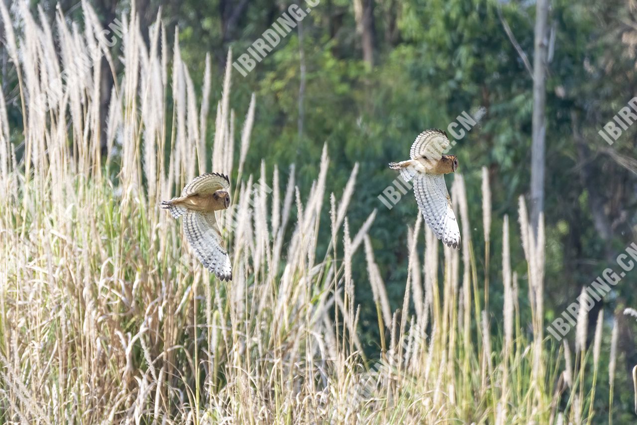 草鸮 Grass Owl