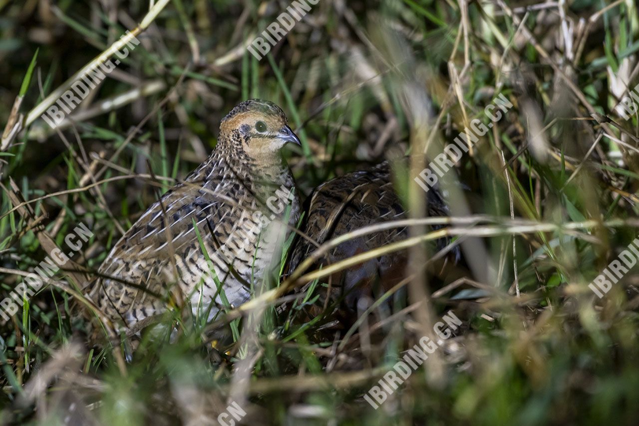 蓝胸鹑（雌鸟） Blue-breasted Quail