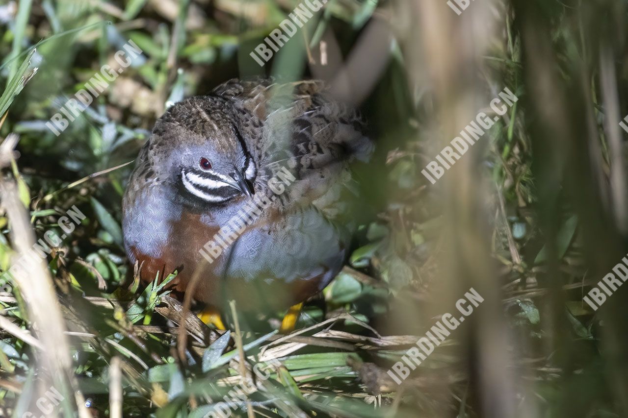 蓝胸鹑（雄鸟） Blue-breasted Quail