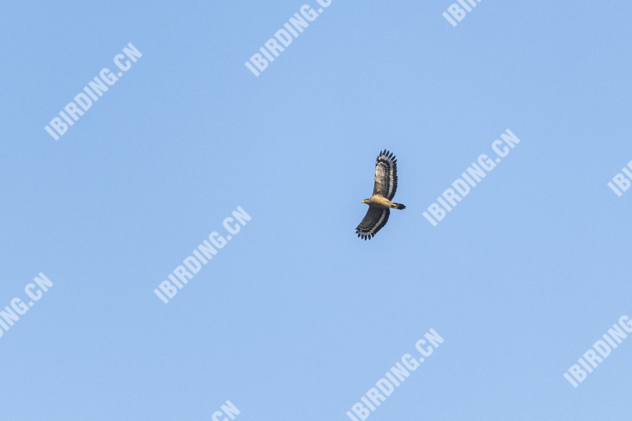 蛇雕 Crested Serpent-Eagle