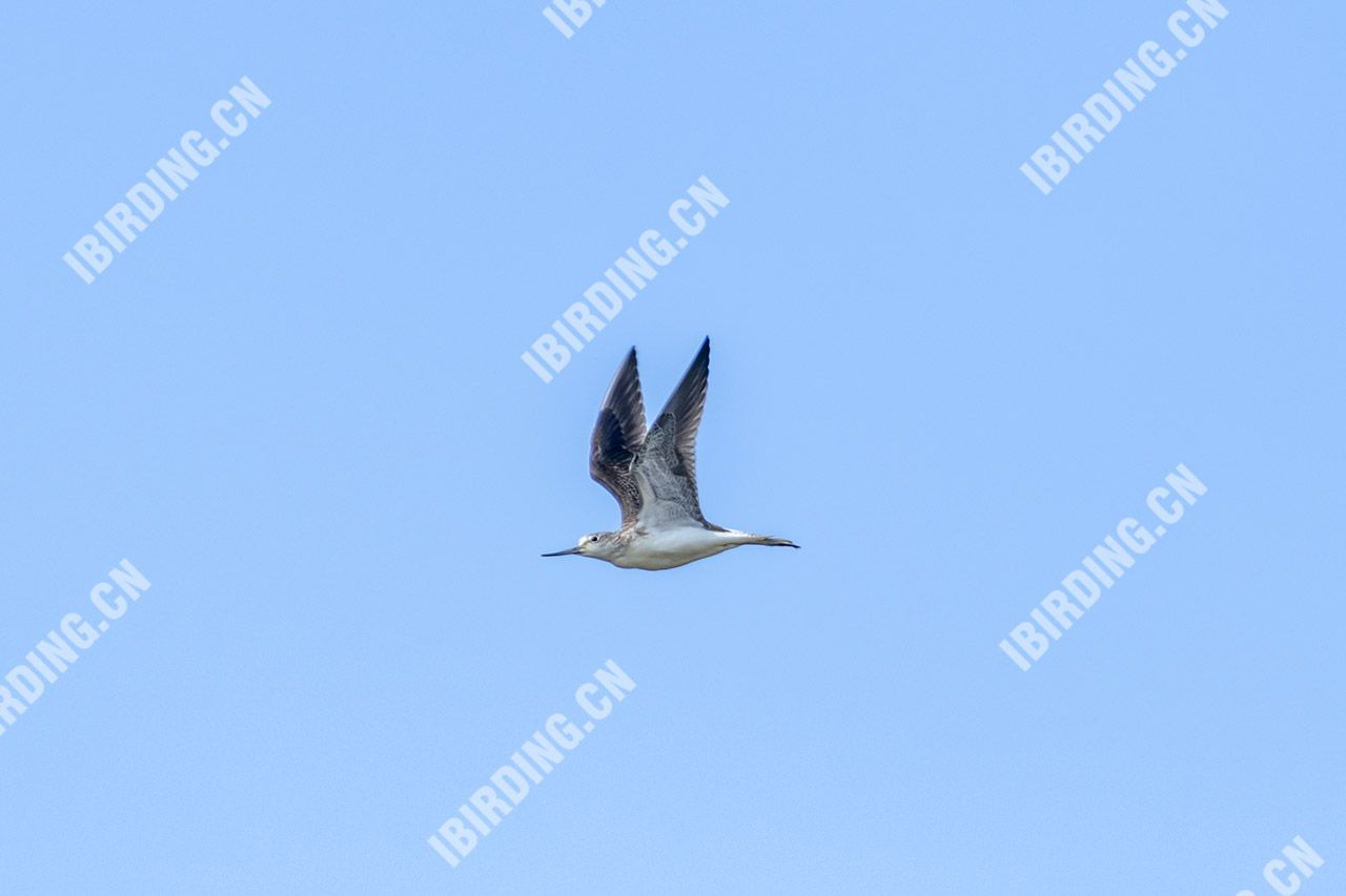 青脚鹬 Common Greenshank