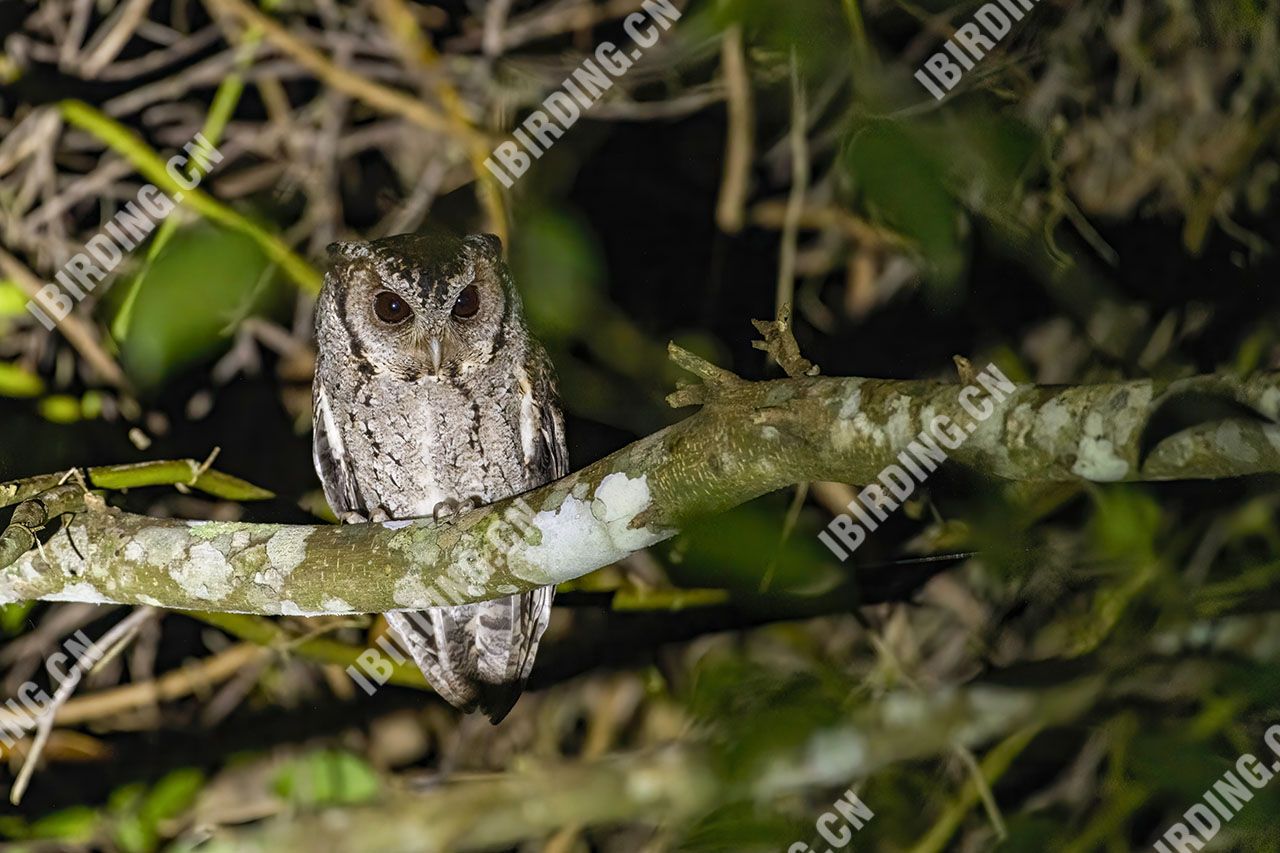 领角鸮 Collared Scops Owl