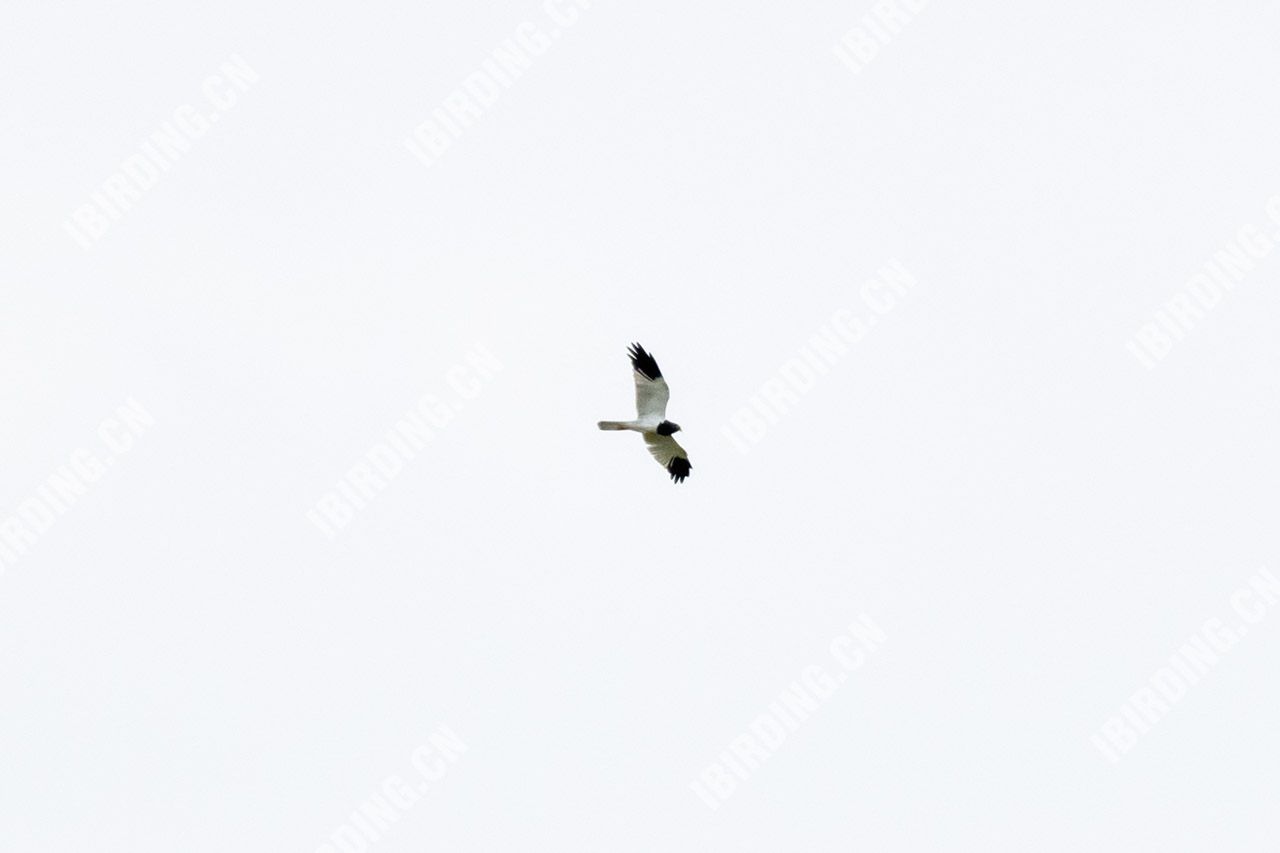 鹊鹞（雄鸟） Pied Harrier