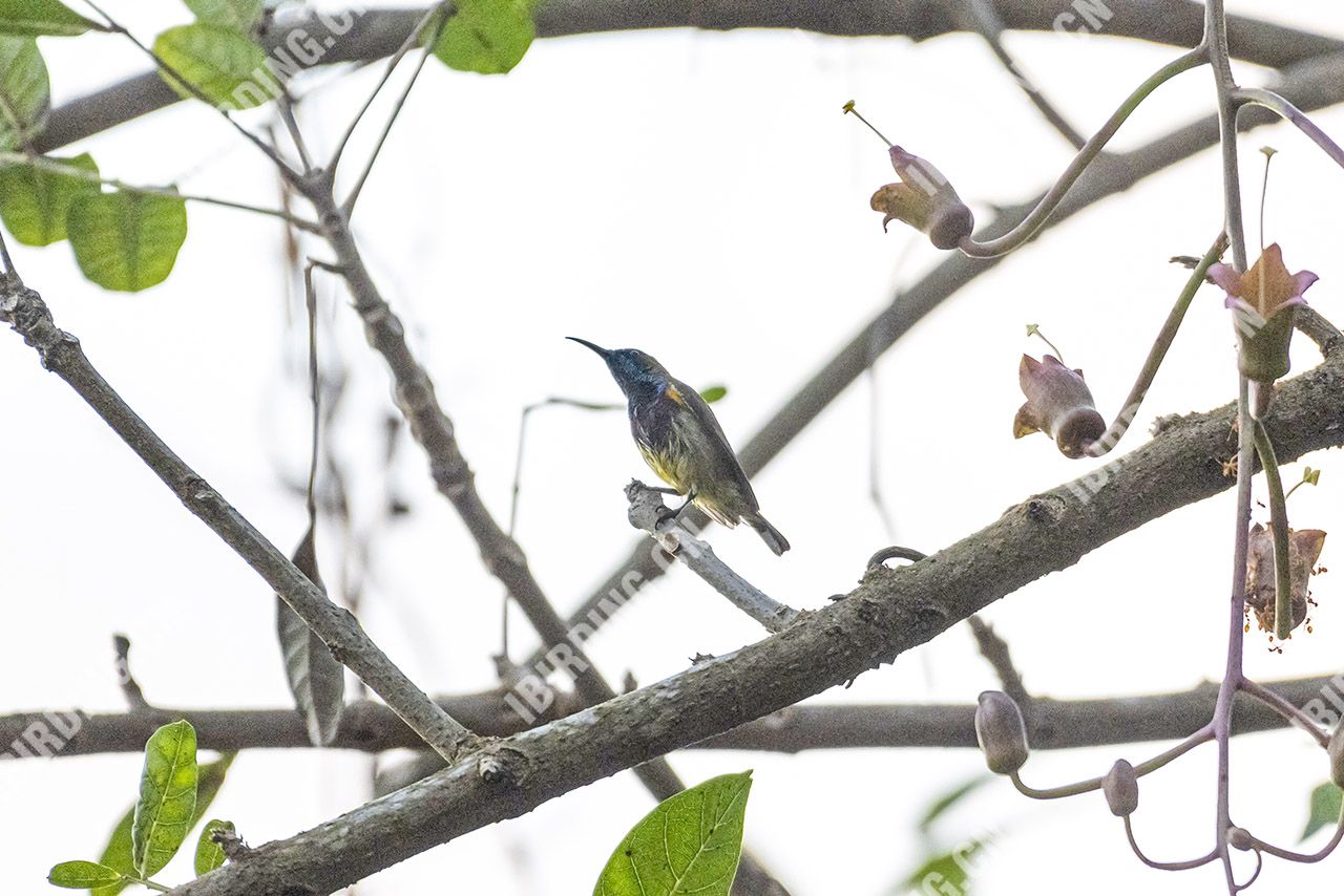 黄腹花蜜鸟 Olive-backed Sunbird