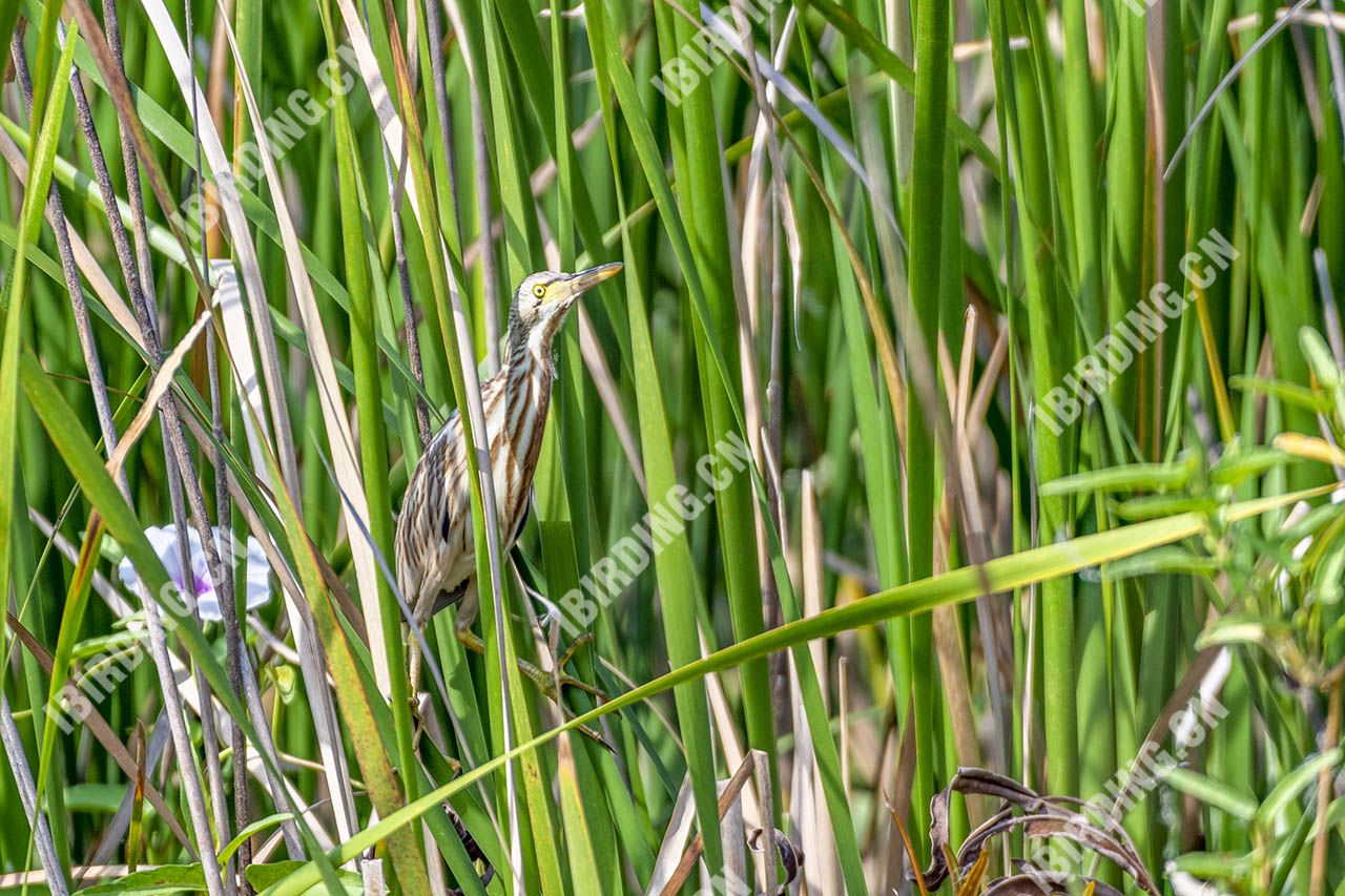 黄苇鳽 Yellow Bittern