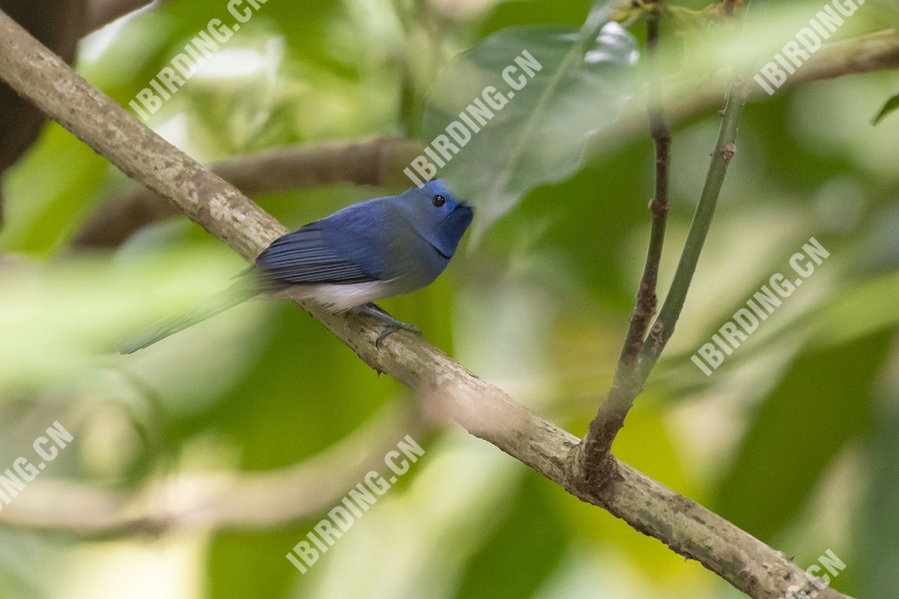 黑枕王鹟 Black-naped Monarch