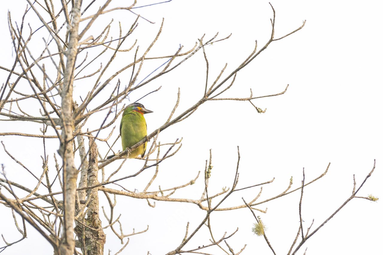 黑眉拟啄木鸟 Black-browed Barbet