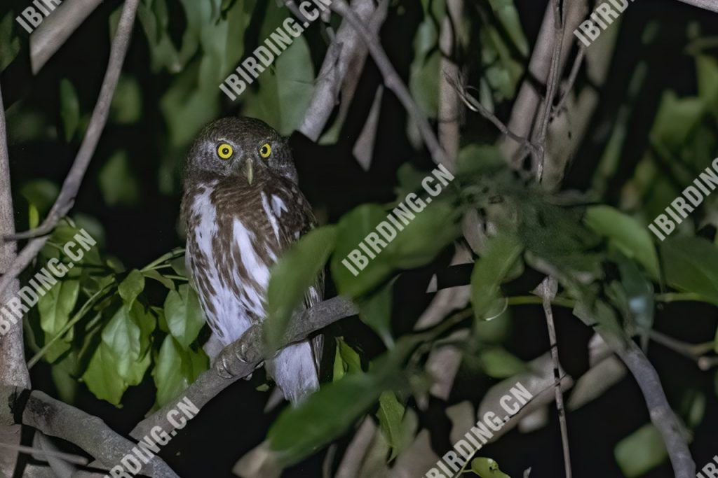 18.02 鸱鸮科归档 - iBirding
