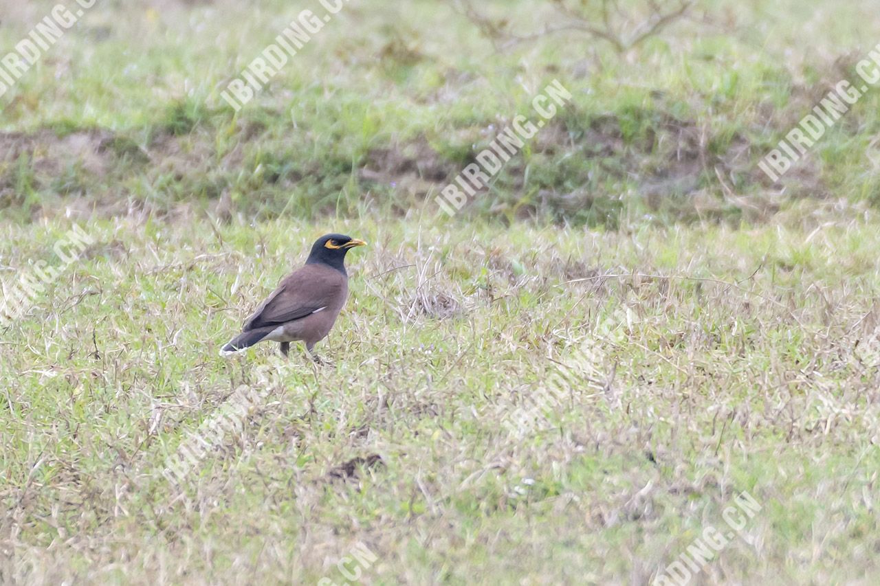 家八哥 Common Myna