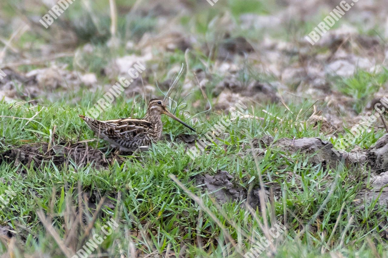 扇尾沙锥 Common Snipe