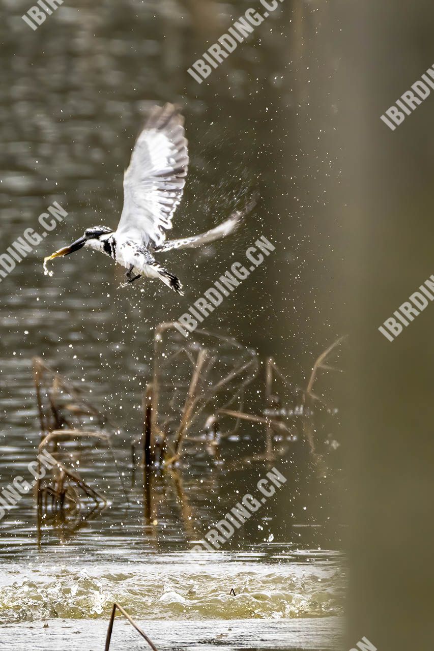 斑鱼狗 Pied Kingfisher