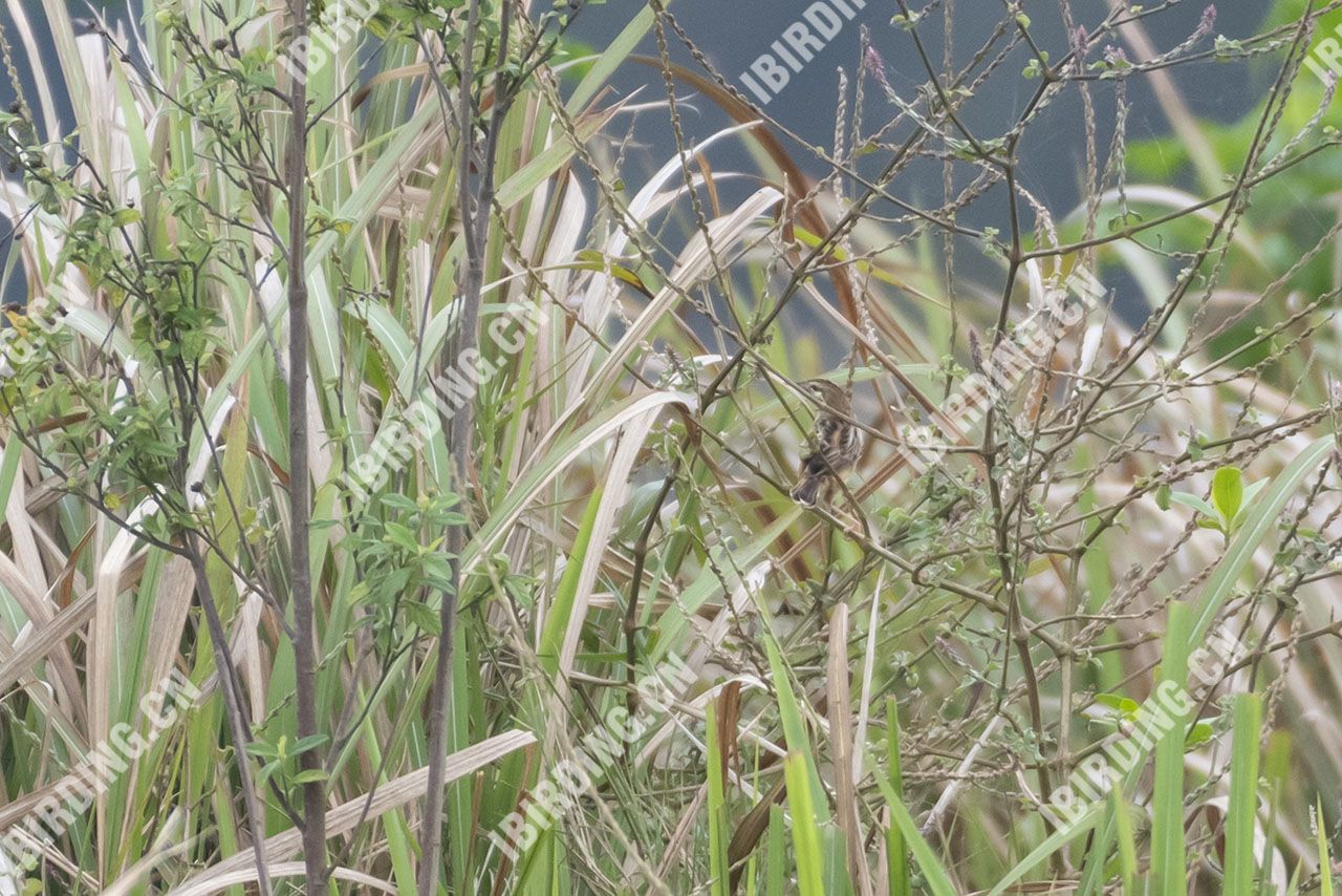 棕扇尾莺 Zitting Cisticola