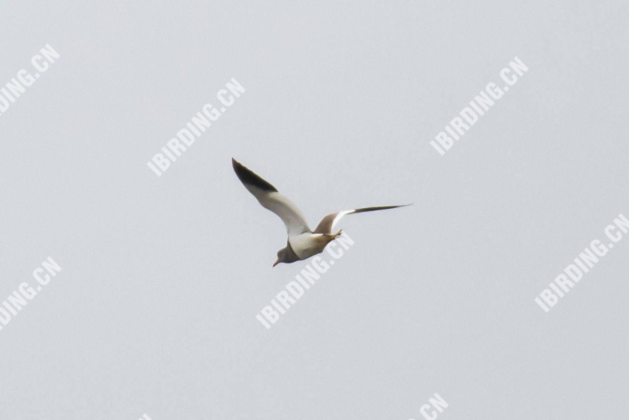 灰头麦鸡 Grey-headed Lapwing