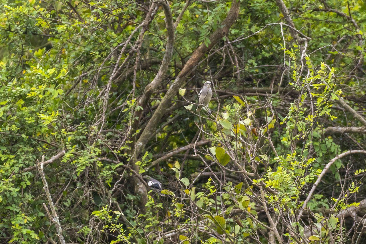 灰背椋鸟 White-shouldered Starling