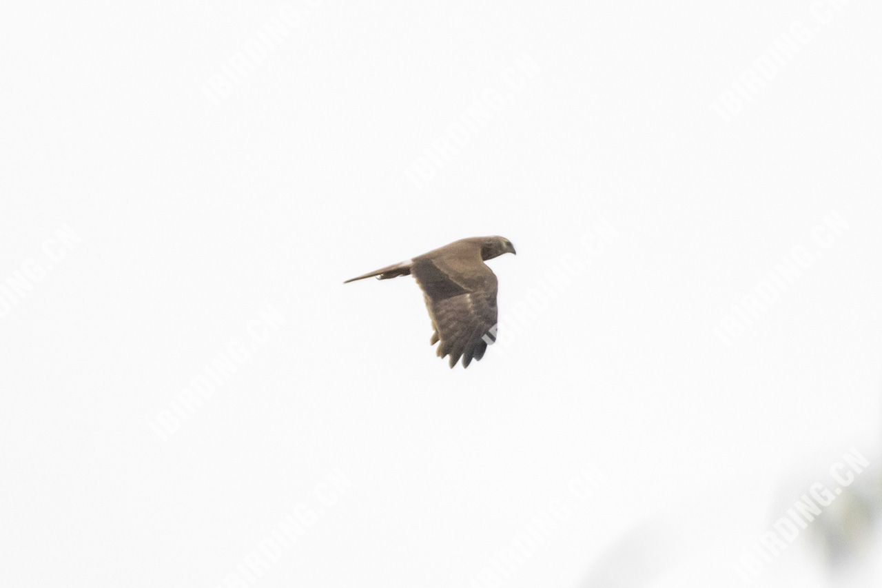 白尾鹞 Northern Harrier