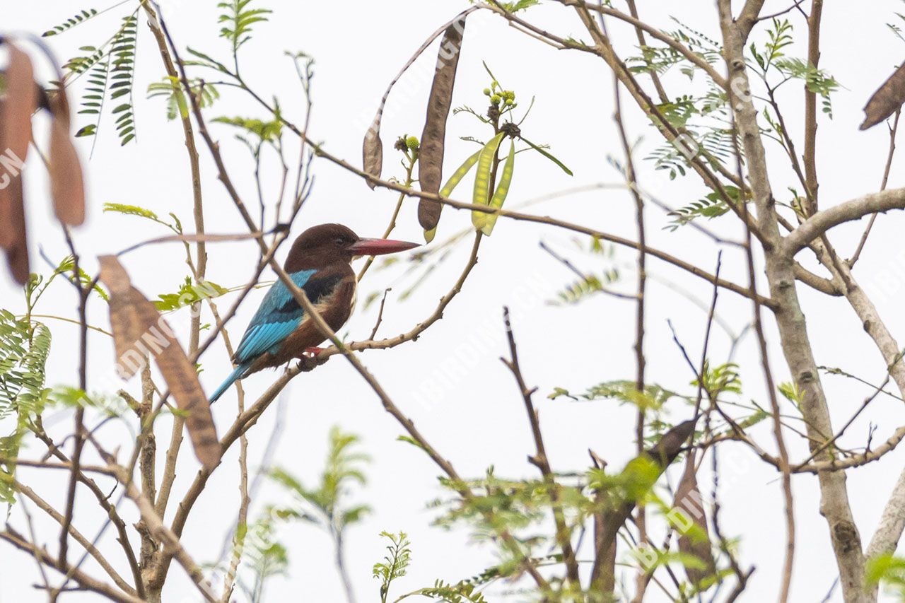 白胸翡翠 White-throated Kingfisher