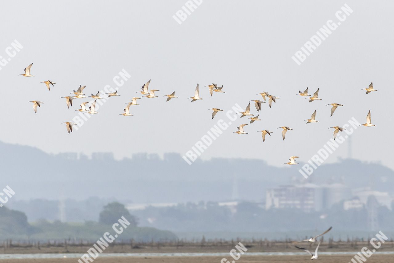 白腰杓鹬 Eurasian Curlew