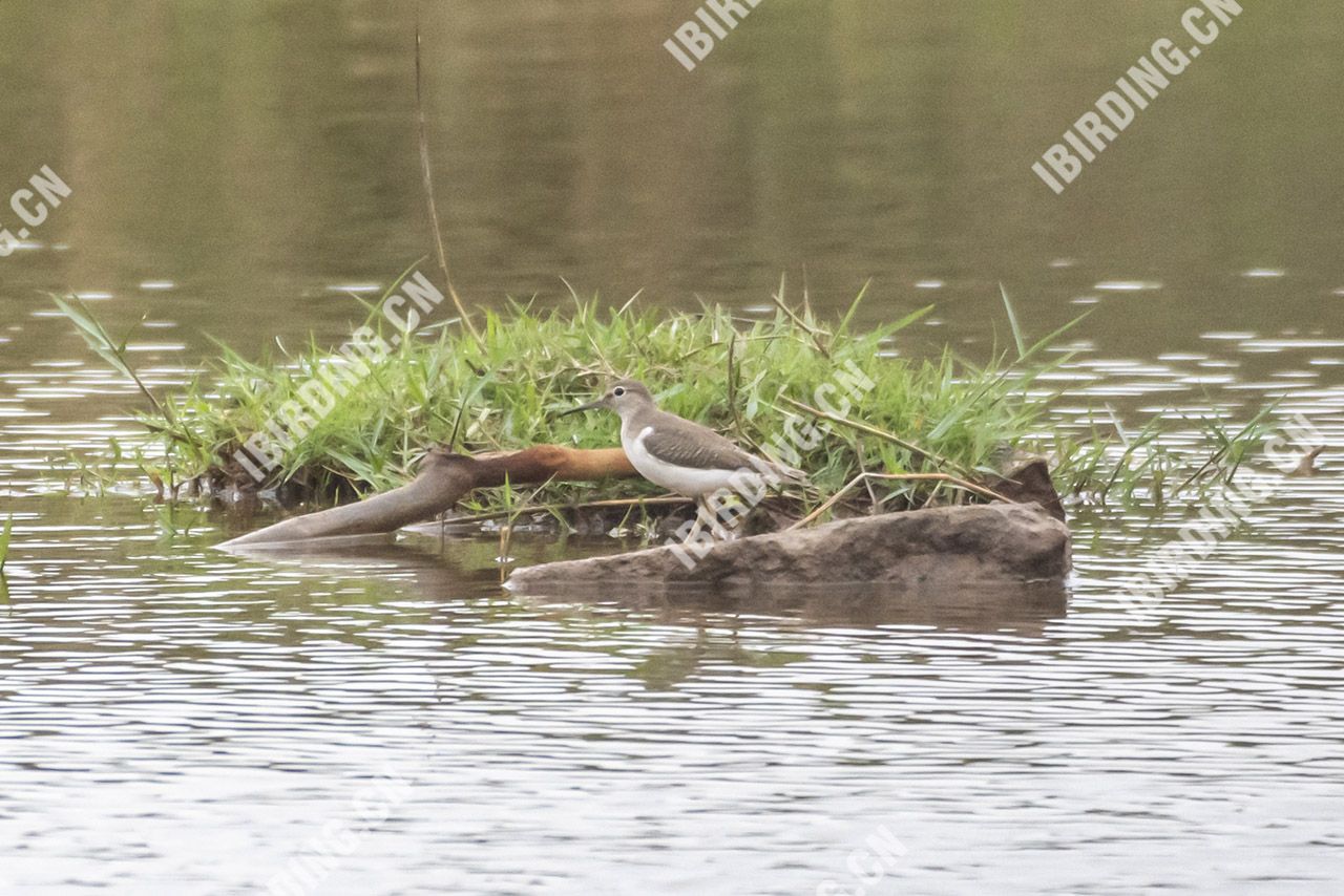 矶鹬 Common Sandpiper